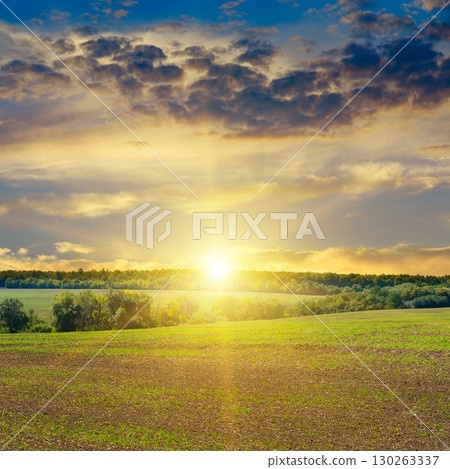 A Wide Field with a Bright Sun and a Forest at Sunset 130263337
