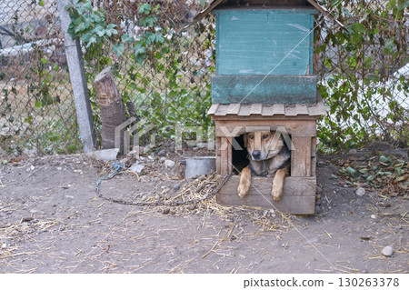 Brown dog relaxing in wooden doghouse with open door in outdoor enclosure Brown dog relaxing in wooden doghouse with open door in outdoor enclosure 130263378