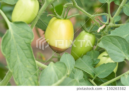 Green tomatoes on vine with early signs of blossom end rot in garden setting 130263382