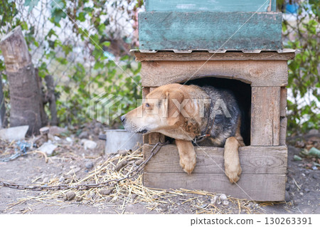 Brown dog relaxing in a wooden doghouse outdoors surrounded by straw 130263391