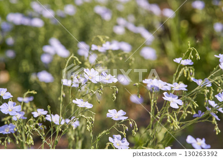 Delicate blue flax flowers in bloom across lush greenery in a sunlit meadow 130263392