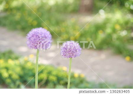 Purple allium flowers blooming in sunlit garden with blurred green background 130263405