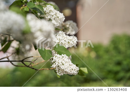 Close up of white lilac flowers in bloom with lush green foliage and blurred 130263408
