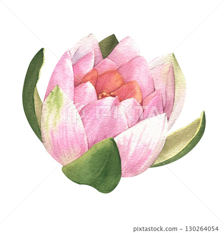 Pink lotus flowers. Watercolor illustration. Chinese water lily. Design for the design of invitations, movie posters, fabrics and other items. 130264054