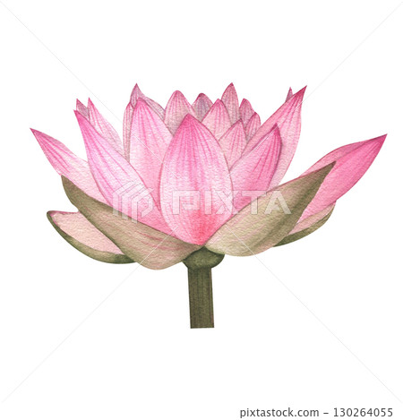 Pink lotus flowers. The watercolor illustration is hand-drawn. Delicate water lilies for spa, zen design. For printing postcards. Pink lotus flowers. The watercolor illustration is hand-drawn. Delicate water lilies for spa, zen design. For printing postcards. 130264055
