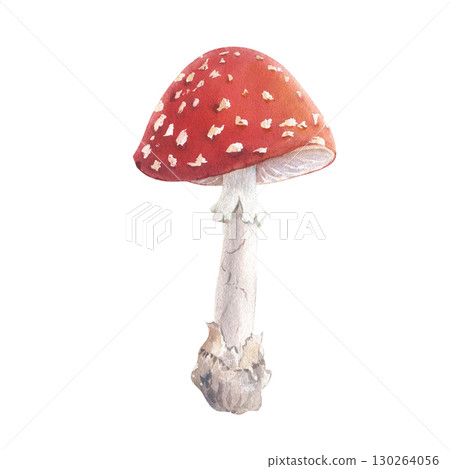 Inedible mushroom, poisonous fly agaric. Hand drawn illustration. Design elements Vintage illustration. Inedible mushroom, poisonous fly agaric. Hand drawn illustration. Design elements Vintage illustration. 130264056
