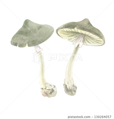 Watercolor illustration of fly agaric. Hand drawn botanical illustration of fly agaric mushroom Watercolor illustration of fly agaric. Hand drawn botanical illustration of fly agaric mushroom 130264057
