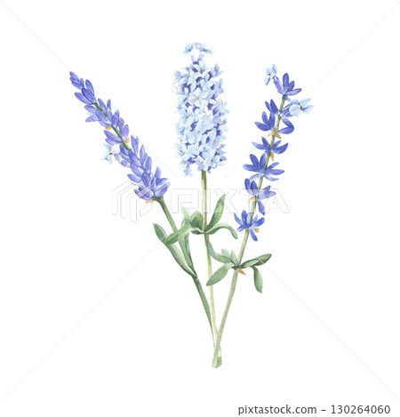 Lavender flowers sprigs. Watercolor illustration of Provencal primroses isolated. Floral sketch for aromatherapy, medicine, packaging. 130264060