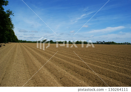 The endless ranks of the beds are ready for the growth of the new crop. A large plowed agricultural field. The endless ranks of the beds are ready for the growth of the new crop. A large plowed agricultural field. 130264111