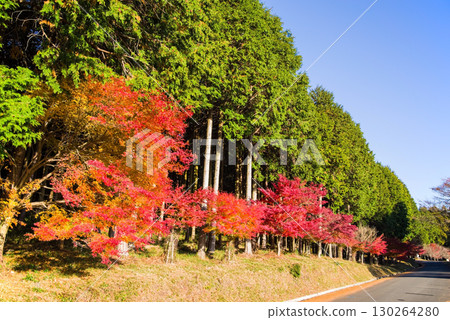 Bright red maple trees and cypress forests (near Momiji Valley, Mizusawa Town, Yokkaichi City, Mie Prefecture) Bright red maple trees and cypress forests (near Momiji Valley, Mizusawa Town, Yokkaichi City, Mie Prefecture) 130264280
