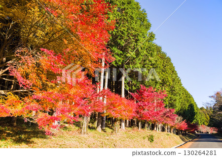 Bright red maple trees and cypress forests (near Momiji Valley, Mizusawa Town, Yokkaichi City, Mie Prefecture) Bright red maple trees and cypress forests (near Momiji Valley, Mizusawa Town, Yokkaichi City, Mie Prefecture) 130264281