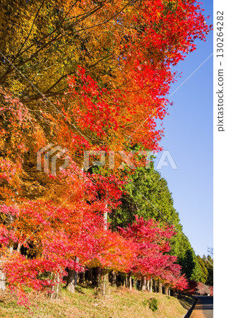 Bright red maple trees and cypress forests (near Momiji Valley, Mizusawa Town, Yokkaichi City, Mie Prefecture) Bright red maple trees and cypress forests (near Momiji Valley, Mizusawa Town, Yokkaichi City, Mie Prefecture) 130264282