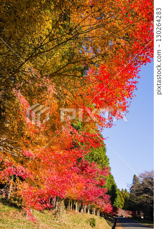 Bright red maple trees and cypress forests (near Momiji Valley, Mizusawa Town, Yokkaichi City, Mie Prefecture) 130264283