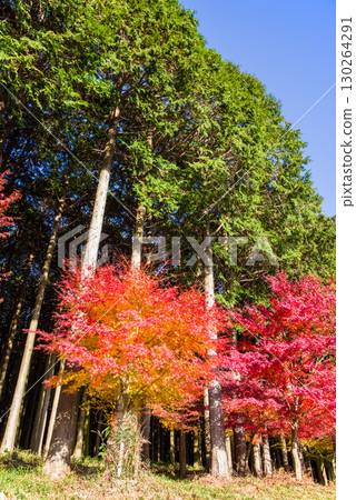 鮮紅的楓樹和柏樹林（三重縣四日市水澤町紅葉溪附近） 130264291