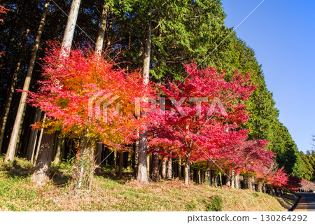 Bright red maple trees and cypress forests (near Momiji Valley, Mizusawa Town, Yokkaichi City, Mie Prefecture) 130264292