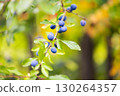 Blackthorn - Prunus spinosa, sloe - flowering plant on blurred bokeh autumn background 130264357