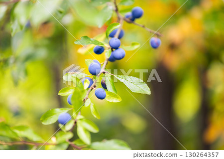 Blackthorn - Prunus spinosa, sloe - flowering plant on blurred bokeh autumn background 130264357
