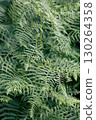 Green fern plants - vertical photo background 130264358