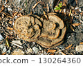 Phaeolus schweinitzii - velvet-top fungus, dyer's polypore, dyer's mazegill, or pine dye polypore top view mushroom 130264360