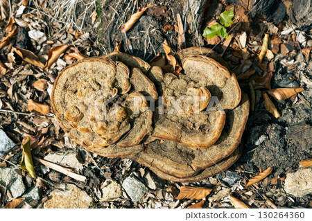 Phaeolus schweinitzii - velvet-top fungus, dyer's polypore, dyer's mazegill, or pine dye polypore top view mushroom Phaeolus schweinitzii - velvet-top fungus, dyer's polypore, dyer's mazegill, or pine dye polypore top view mushroom 130264360