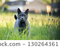 Cat hunting mice on sunset field 130264361