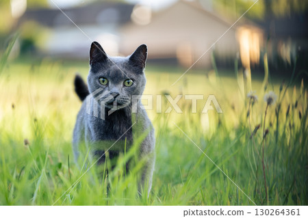 Cat hunting mice on sunset field 130264361