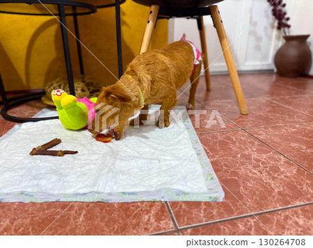 Brown dog chewing a treat while sitting on a mat indoors. Pet care, training, and companionship in a cozy home. Brown dog chewing a treat while sitting on a mat indoors. Pet care, training, and companionship in a cozy home. 130264708