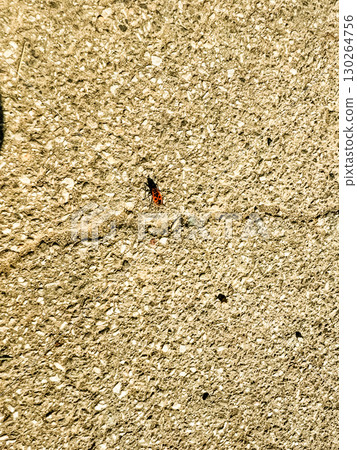 Pyrrhocoris apterus firebug with red and black markings crawling on concrete ground. Insect species, entomology, and natural wildlife presence in urban environment. Pyrrhocoris apterus firebug with red and black markings crawling on concrete ground. Insect species, entomology, and natural wildlife presence in urban environment. 130264756