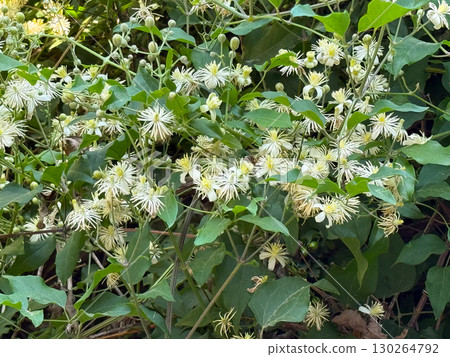 Clematis vitalba vine with clusters of small white and yellow flowers in summer bloom. Wild plant, botany, and seasonal vegetation in natural outdoor environment. Clematis vitalba vine with clusters of small white and yellow flowers in summer bloom. Wild plant, botany, and seasonal vegetation in natural outdoor environment. 130264792