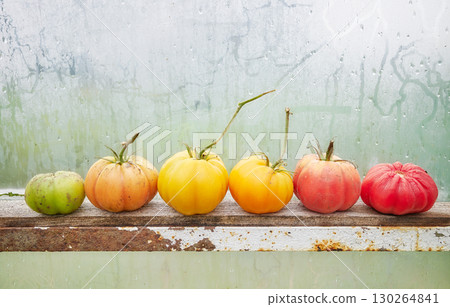 A row of tomatoes in various stages of ripeness, selective focus. A row of tomatoes in various stages of ripeness, selective focus. 130264841