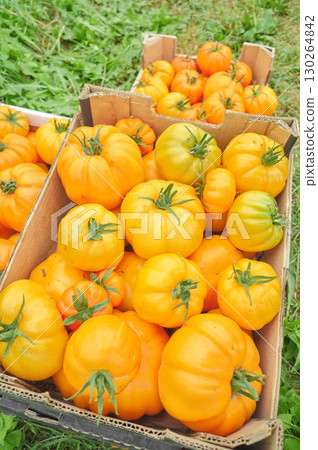 Ripe organic greenhouse tomatoes in a boxes, selective focus. Ripe organic greenhouse tomatoes in a boxes, selective focus. 130264842