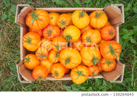 Ripe organic greenhouse tomatoes in a box, selective focus. 130264843