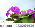 Beautiful perple flower with droplets of water after rain 130264939