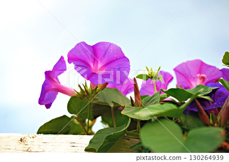 Beautiful perple flower with droplets of water after rain 130264939