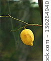 Lemon hanging tree in natural sunny day with warm sunlight background 130264940