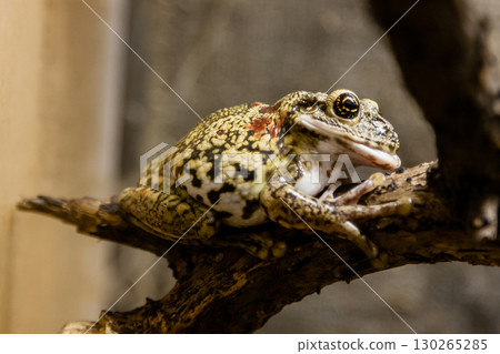 A green toad sits on a  branch 130265285