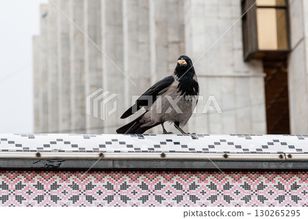 The crow in its beak holds a nut The crow in its beak holds a nut 130265295