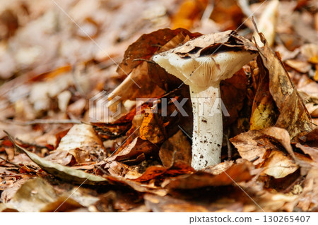 beautiful mushrooms under yellow, orange forest leaves 130265407