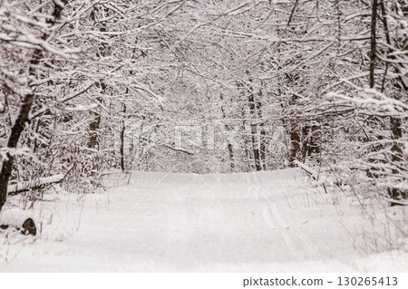 Beautiful winter forest with a beaten path 130265413