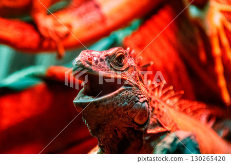 beautiful iguana lizard beautiful iguana lizard 130265420