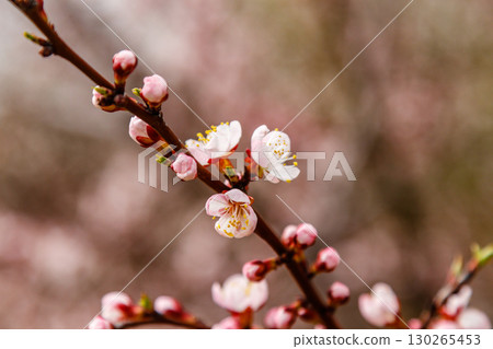 beautifully flowering cherry branches on which the bees sit 130265453