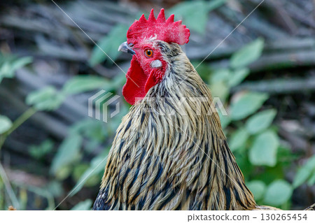 beautiful cock on grass background 130265454