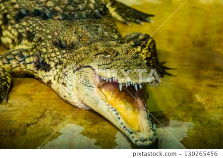 crocodile with open mouth with large teeth crocodile with open mouth with large teeth 130265456