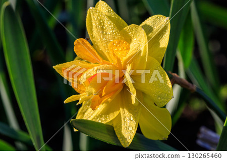 beautiful summer terry daffodils 130265460