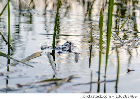 the frog sails on the pond 130265469