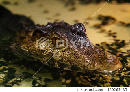 krakodil eyes smooth-eyed caiman krakodil eyes smooth-eyed caiman 130265485