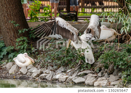 beautiful pink flamingos with beak and loose wings beautiful pink flamingos with beak and loose wings 130265647