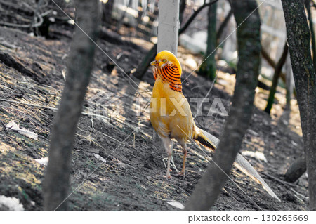 beautiful yellow golden pheasant 130265669