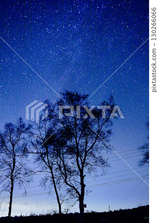 Tree silhouettes and a starry sky_vertical 130266066