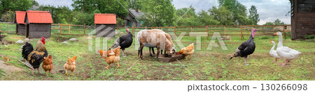 Countryside landscape whis geese, chickens, turkeys graze, sheeps in poultry yard on green grass. Rural organic nature animals farm. Panoramic view, banner. Countryside landscape whis geese, chickens, turkeys graze, sheeps in poultry yard on green grass. Rural organic nature animals farm. Panoramic view, banner. 130266098